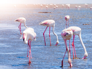 Flamingos eating from shallow water