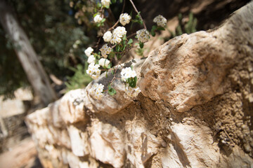 textura, viejo, verja, hierro, flor
