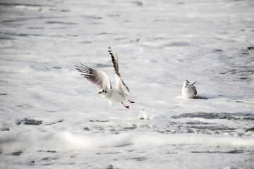 Seagull walks on the sea shore at evening time.