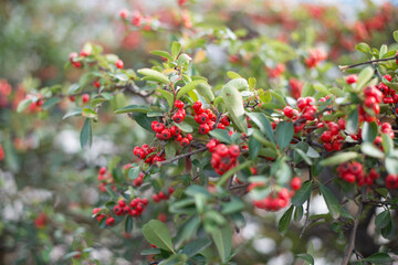 flor roja pequeña