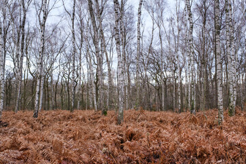 Birkenwald im Naturschutzgebiet Beversee, Bergkamen, Ruhrgebiet, Nordrhein-Westfalen, Deutschland, Europa