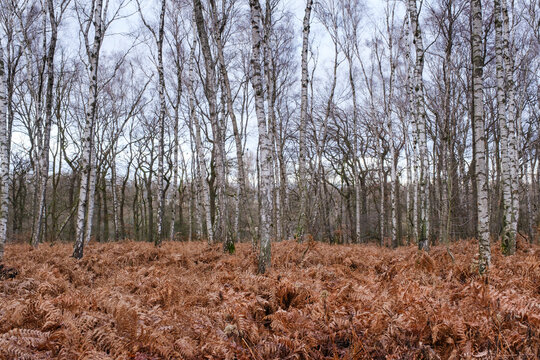 Birkenwald im Naturschutzgebiet Beversee, Bergkamen, Ruhrgebiet, Nordrhein-Westfalen, Deutschland, Europa