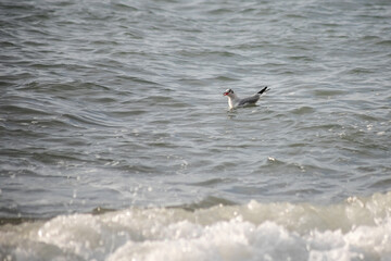 Seagull walks on the sea shore at evening time.