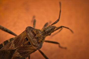 Shield Bug