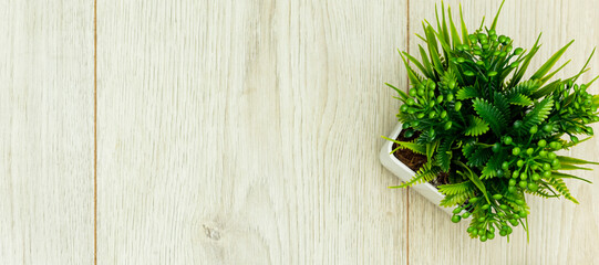 plant potted on wooden board with copy space