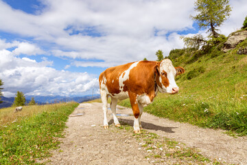 Fototapeta na wymiar Young red bull on the road in the Italian Alps. Italian Dolomites. Trentino Alto Adige