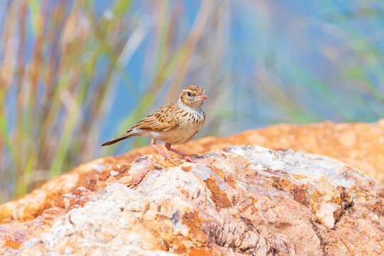 Ashy Crowned Sparrow Lark  Female - Eremopterix Griseus 