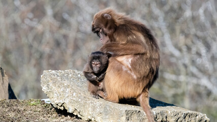 tier, wild lebende tiere, säugetier, tierpark, natur, wild, makak, baby