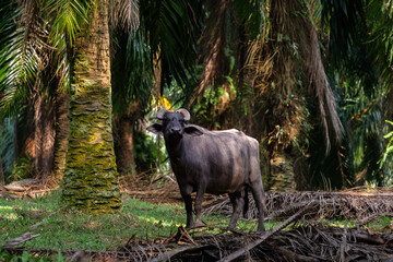 Water buffalo in palms plantation