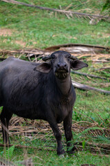 Water buffalo in palms plantation