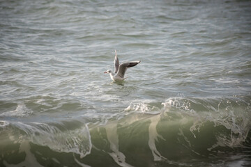 Seagull walks on the sea shore at evening time.