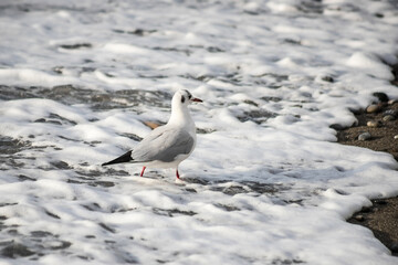 Seagull walks on the sea shore at evening time.