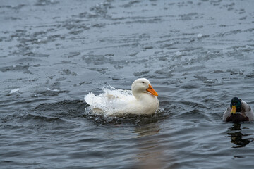 Nice wild white duck mallard with rare genetic color mutation in swarm of wild ducks at winter lake