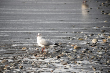 Seagull walks on the sea shore at evening time.