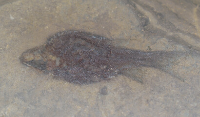 Fossil fish - Paleoniscidae in silty sandstone. Deposition of the era - Carbon.