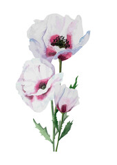 Delicate Lilac poppies in watercolor