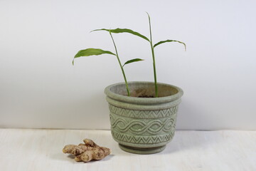 plant growing from ginger root in a pot on white background