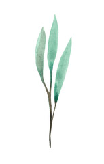 Watercolor leaf (branch with leaves) for decorative use of patterns, wedding and spring themes.	
