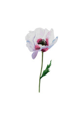 Delicate lilac poppy in watercolor