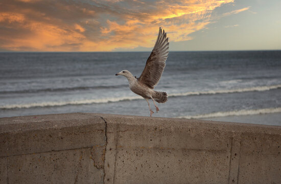 Seagull on the beach at sunset