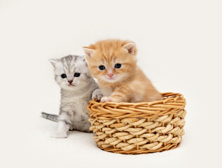 Fototapeta na wymiar British kittens on a light background