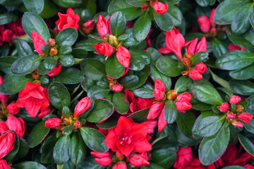 Beautiful blooming red azalea flowers textured background. Top view. House plants for indoor garden.