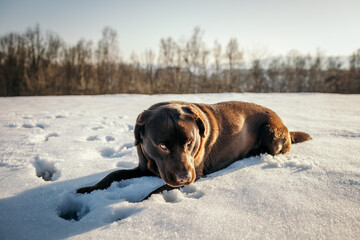 A brown and white cow lying on top of a snow covered field