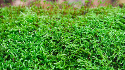 Natural background. Green moss texture close-up with shallow depth of field. Sunlight.