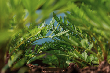 small tegete seedling  in a nursery in a greenhouse in the spring