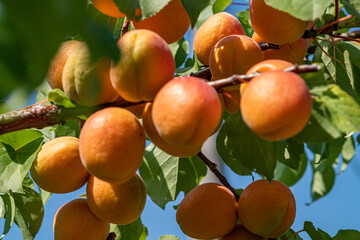 apricot fruit on a tree branch on a sunny day in the shade, Italy
