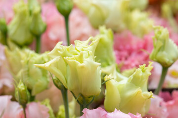 background of colored lisianthus close-up