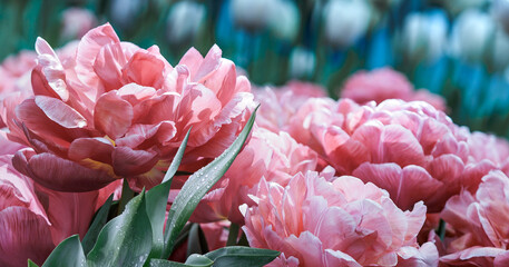 Pink tulips with lush petals in the Netherlands botany park, close up. Pastel colors and bokeh blur.