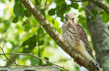 young kestrel sitting in a tree