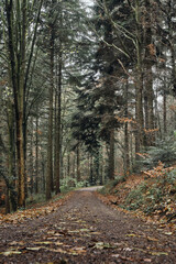 Road covered with leaves in the forest