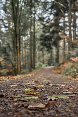 Fototapeta premium Close-up of the fallen leaves of the trees on a path in the forest