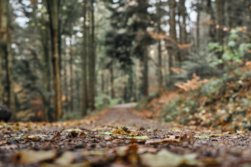 Close-up of the fallen leaves of the trees on a path in the forest