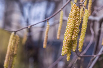 Yellow hazel flowers buds on a faded background.