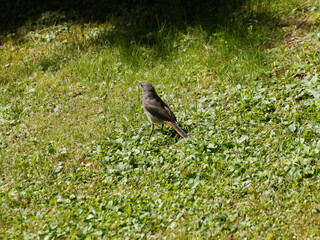 Passereau le rougequeue noir ou rossignol des murailles femelle (Phoenicurus ochruros) 