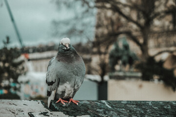 Paris, France 27-02-2021: dove in Paris in front of the church of Notre Dame