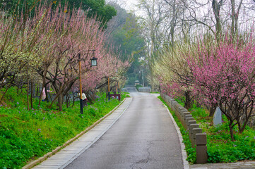 Fototapeta premium Plum blossoms in spring in Yellow Crane Tower Park, Wuhan, Hubei