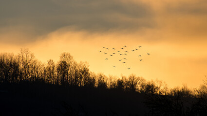 Obraz premium The sun rises behind the hill. Birds in flight