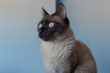 Closeup of a siamese cat