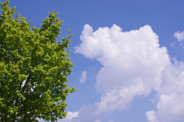 Leuchtend grün und Himmel weissblau