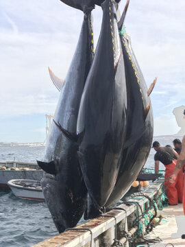 Levantada del atun rojo en almadraba de Barbate