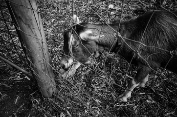 Black and white photo of a goat