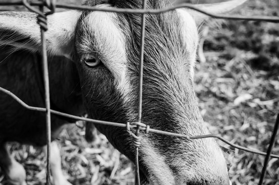 Black and white photo of a goat