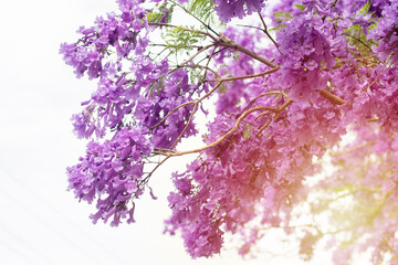 Fototapeta na wymiar Jacaranda tree in a full bloom with beautiful purple flowers.