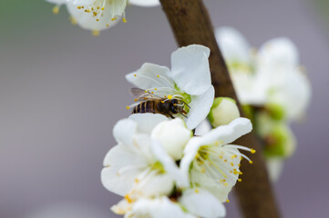 Plum blossoms in spring in Yellow Crane Tower Park, Wuhan, Hubei