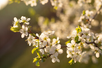 Blooming apple tree, beautiful white blossoms in spring garden.