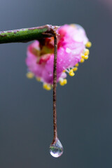 Plum blossoms in spring in Yellow Crane Tower Park, Wuhan, Hubei